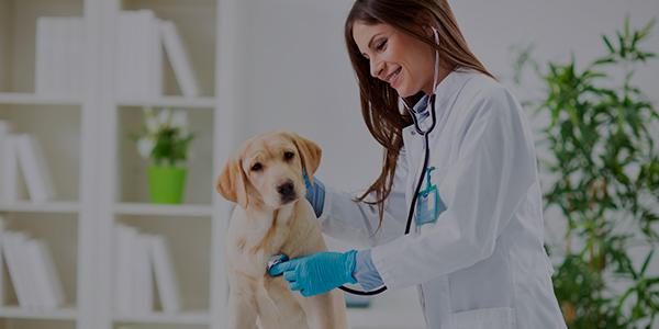 Concurso de bolsa para a Pós-graduação em Medicina Veterinária está com inscrições abertas