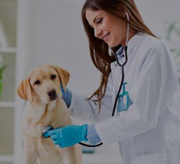 UniBH abre  concurso para curso de medicina veterinária da pós-graduação